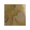 Or / Beige