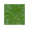 Verde Chiaro