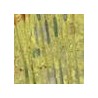 Inlay Beige