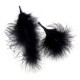 Plume 10 x 15 cm